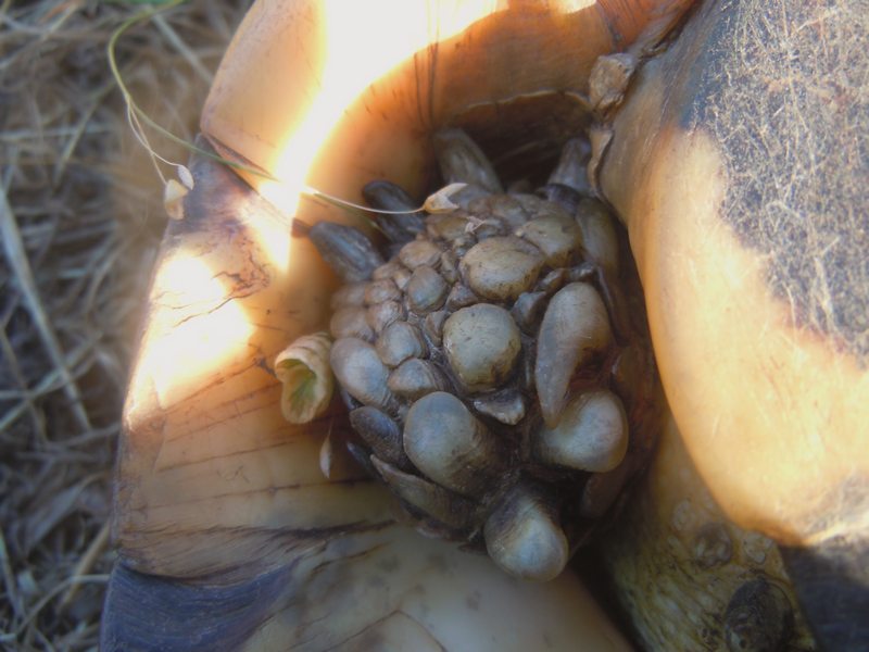 Testudo marginata...vecchissima!